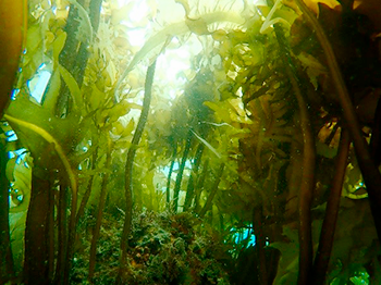 構造物に繁茂した海藻