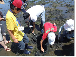 干潟での生物採集の様子