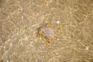 気持ちよさそうに泳ぐキンセンガニ