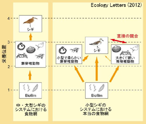 解明された新たな食物連鎖