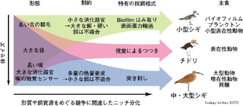 形質や餌資源をめぐる競争に関連したニッチ分化