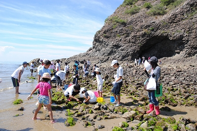 岩礁帯での生物観察。