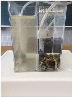 採集したアサリを用いたアサリの濾水能力実験の様子