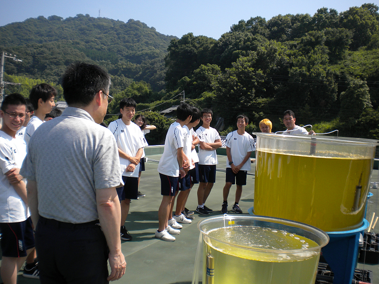 植物プランクトンの培養水槽（庵治マリンステーション屋上）