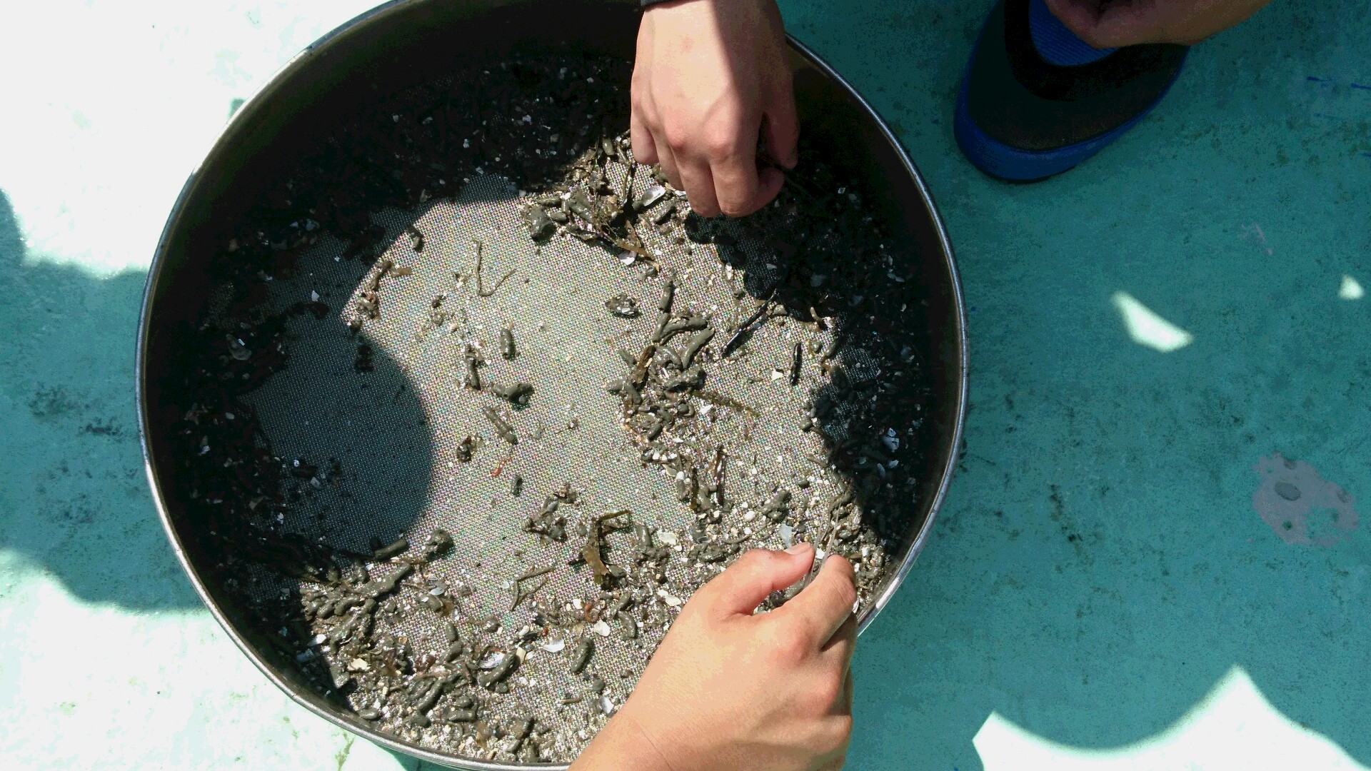 底泥中の生物観察