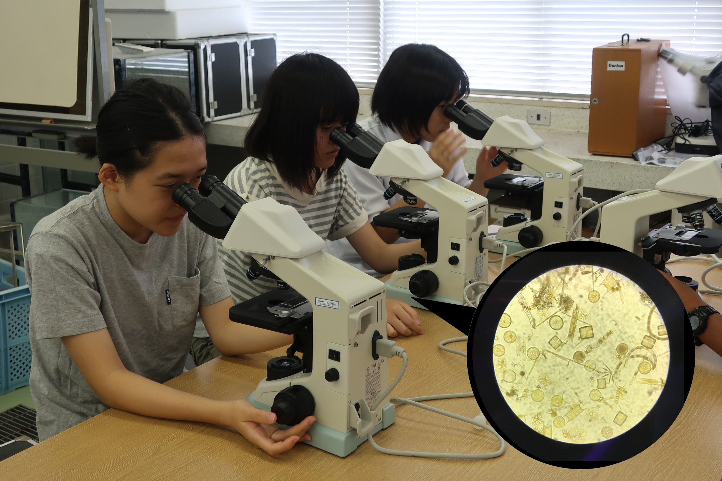実験室にてプランクトンの顕微鏡観察