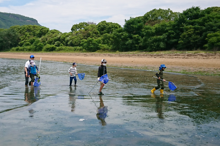 海藻の中を稚魚さがし