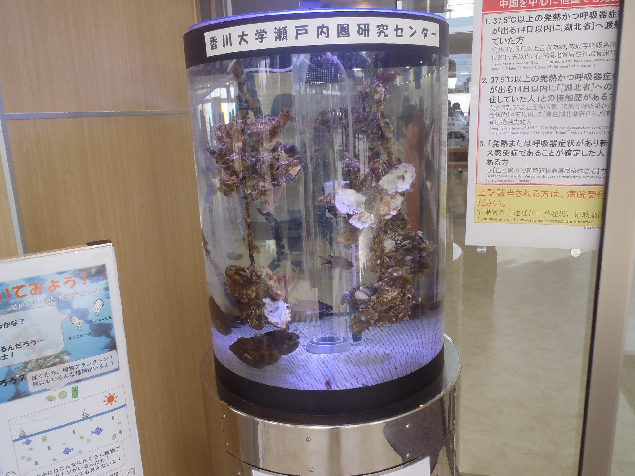 展示魚