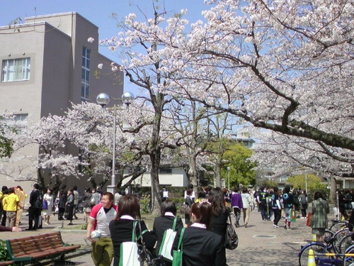 香川大学幸町キャンパスの桜