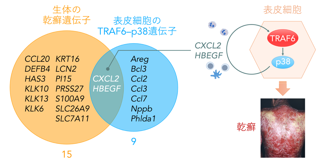 図と写真.png