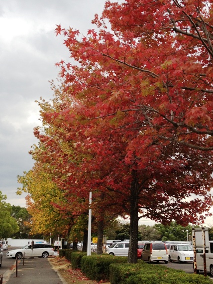 Autumn view at Faculty of Medicine, Kagawa University