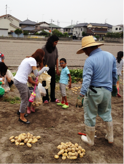 Dug potatoes