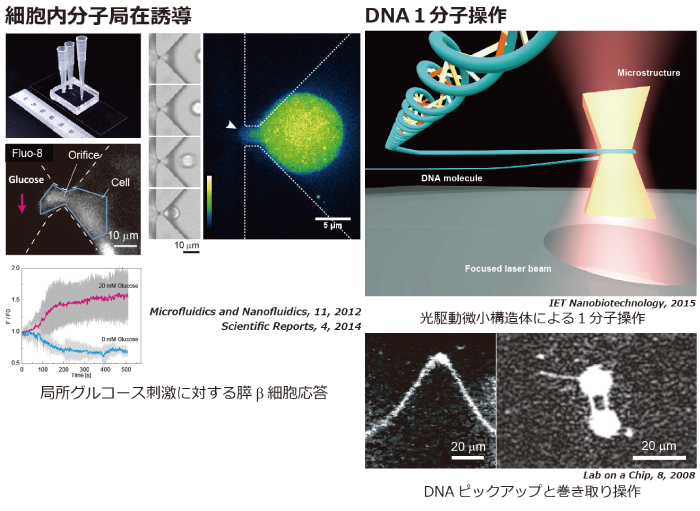 細胞内分子局在誘導・DNA1分子操作の図