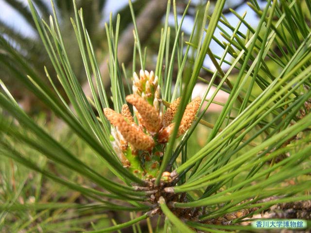 クロマツの雄花
