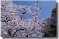 キャンパスの風景　桜