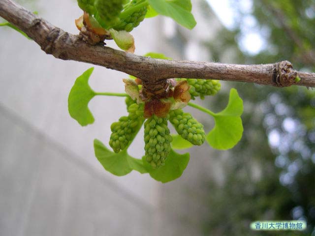 イチョウの雄花