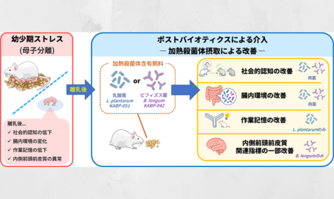 幼少期ストレスによって引き起こされる社会的認知能力の低下が 乳酸菌・ビフィズス菌の加熱殺菌体摂取により改善することが明らかに ― ポストバイオティクスと腸内環境に着目した新たな介入法の可能性 ―