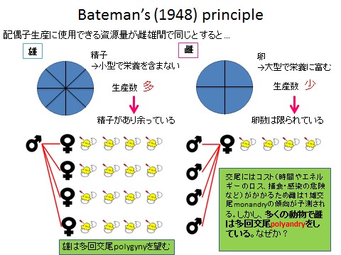 Bateman's(1948)principle