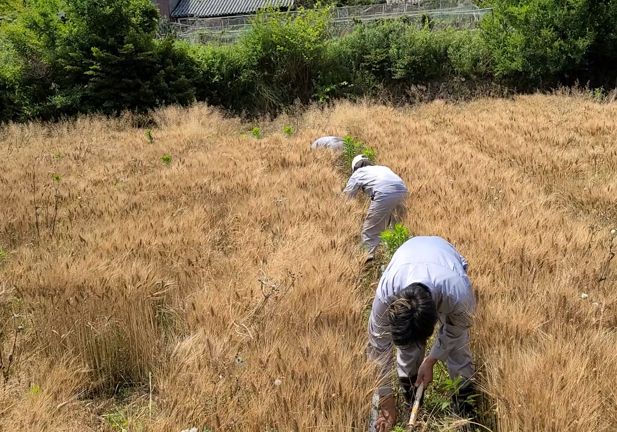 Agroforestry systemの導入による持続可能な作物および果実生産の拡大.jpg