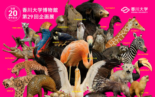 香川大学博物館 第29回企画展「くらべてみよう動物のからだ」開催について