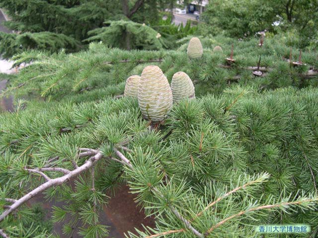 ヒマラヤスギの球果