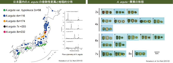 地理的分布と果実形態