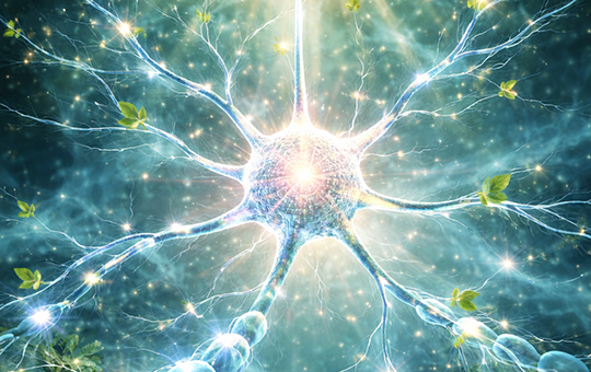 再生医療で希望の光を！ ―中四国初！香川大学医学部附属病院で急性期脊髄損傷における再生医療による治療を開始―