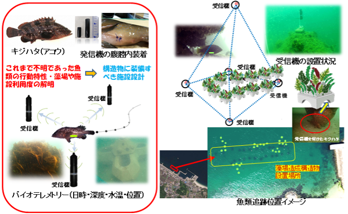 6_バイオロギングによるキジハタの生体解析_概要.png
