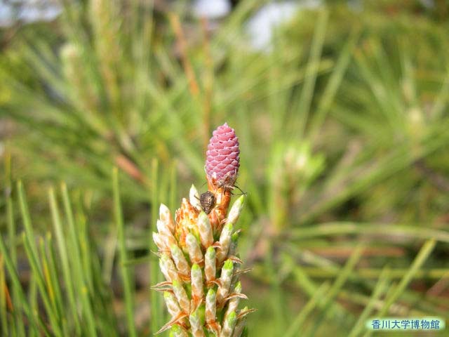 クロマツの雌花