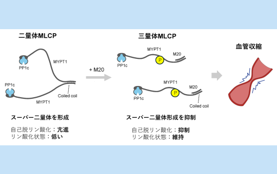 血圧や細胞運動を制御する酵素の新たな制御機構を解明 ― 長年未解明だったミオシン軽鎖脱リン酸化酵素サブユニットM20の機能が初めて明らかに ―