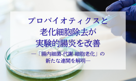 プロバイオティクスと老化細胞除去が実験的腸炎を改善 ―「腸内細菌-代謝-細胞老化」の新たな連関を解明―