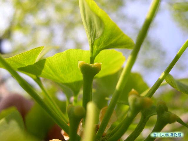 イチョウの雌花