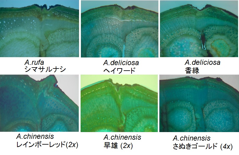 接ぎ木親和性