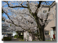幸町キャンパス内に咲く桜