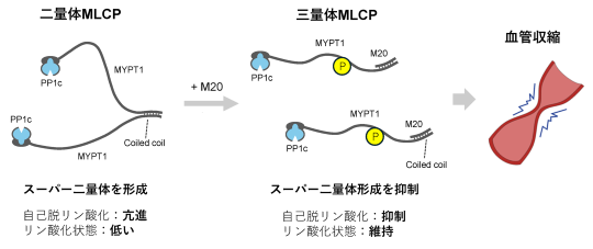 模式図.png