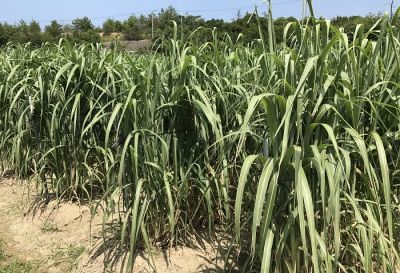 微生物を利用した作物生産性向上の試み