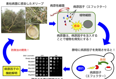 植物病害の病原性のメカニズム解明による地域農業活性化