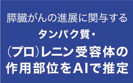 膵臓がんの進展に関与するタンパク質・(プロ)レニン受容体の作用部位をAIで推定 ～多機能性の鍵となる分子間相互作用の特徴を世界で初めて説明～