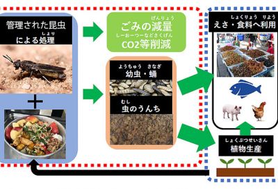 昆虫食・昆虫飼料化に資する安全性評価ならびに新たな資源循環の構築