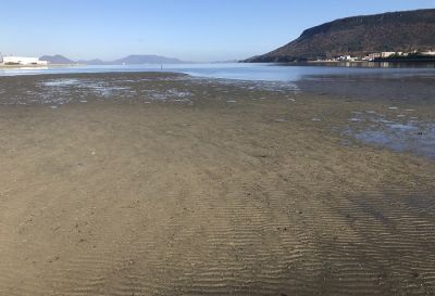 沿岸生態系の理解と海産微細藻類の有効利用