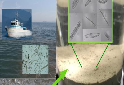 底生微細藻類の存在を踏まえた沿岸海洋生態系の再評価