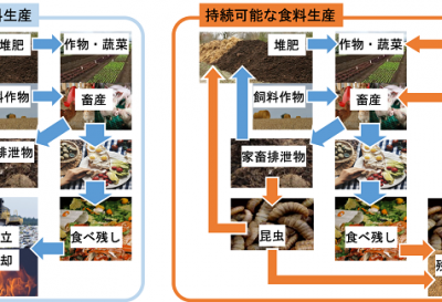 昆虫を活用した持続可能な食料生産技術の開発