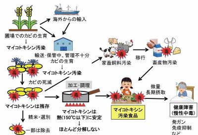 マイコトキシン（カビ毒）の簡易分析法の開発と食品の汚染調査