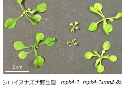 植物免疫を含めた環境ストレスシグナル伝達機構の解明