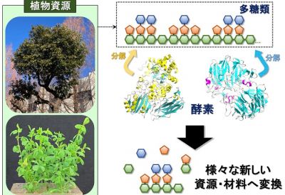 酵素による植物資源の利用を目指した研究