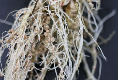 マメ科植物と根粒菌の共生メカニズムの解明