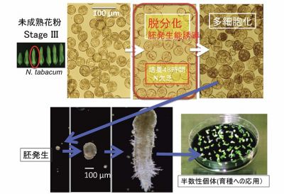 半数体育種法の基盤技術となる未成熟花粉培養法を開発する