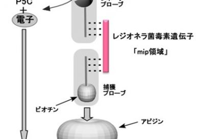 超好熱菌の酵素を活用したバイオセンサーの開発