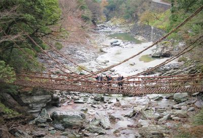 シラクチカズラの資源確保で「祖谷のかずら橋」を次世代につなぐ