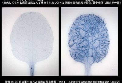 希少糖を用いた新しい概念の農業用資材開発